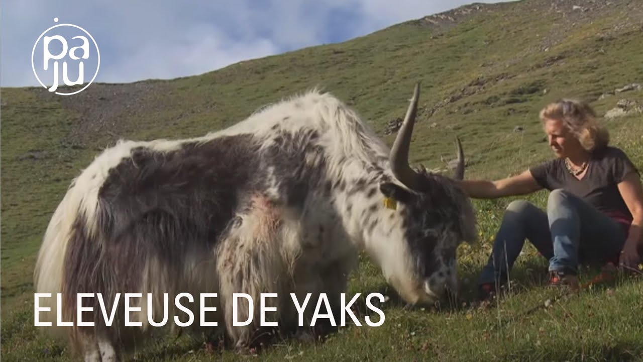 Documentaire Eleveuse de yaks et aventurière, Rosula se lance dans un trek à travers les Alpes