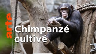 Et le singe inventa la culture