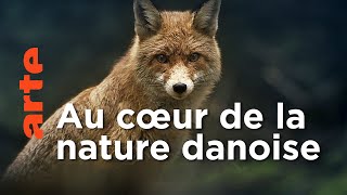 Documentaire Forêts | Le Danemark sauvage