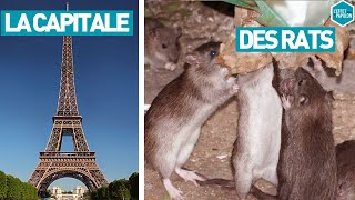 Documentaire La capitale des rats