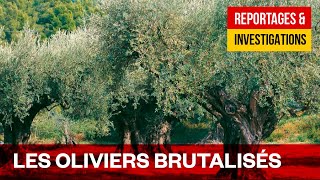 Documentaire La guerre des oliviers