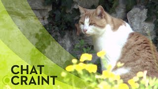 La nuisance des chats