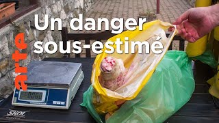 La peste porcine en Europe