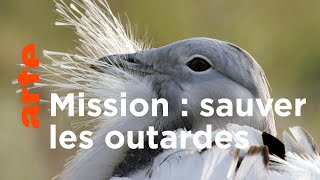 Documentaire La science au secours des oiseaux