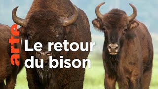 Le bison | Les animaux sauvages d'Europe