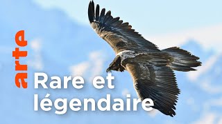 Le gypaète barbu | Les animaux sauvages d'Europe