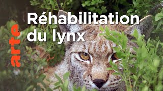 Documentaire Le lynx | Les animaux sauvages d’Europe