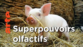 Le monde fabuleux des porcs | Super cochon