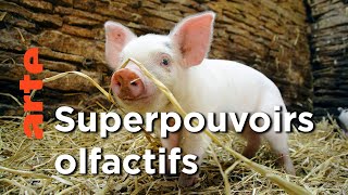 Documentaire Le monde fabuleux des porcs | Super cochon