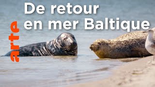 Documentaire Le phoque gris | Les animaux sauvages d’Europe