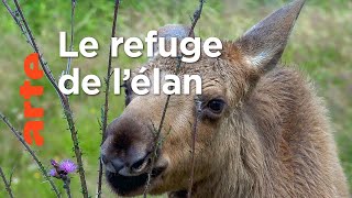 L'élan | Les animaux sauvages d'Europe