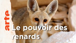Les Renards | Les superpouvoirs des animaux