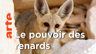 Documentaire Les Renards | Les superpouvoirs des animaux