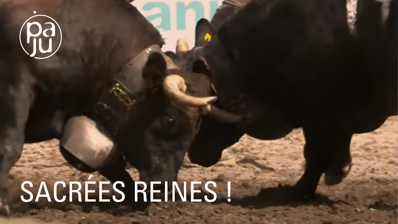 Documentaire Les amoureux de la race d’Hérens racontent la belle histoire de cette vache d’exception