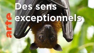 Les chauves-souris | Les superpouvoirs des animaux