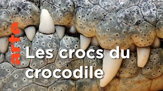 Les crocodiles | Les superpouvoirs des animaux