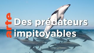 Les dauphins | Les superpouvoirs des animaux