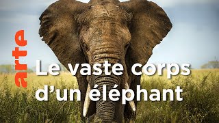 Les éléphants | Les superpouvoirs des animaux