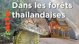 Les forêts centrales | Thaïlande, la beauté sauvage