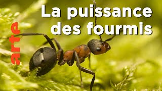 Documentaire Les fourmis | Les superpouvoirs des animaux