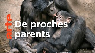 Documentaire Les grands singes