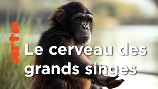 Les grands singes | Les superpouvoirs des animaux