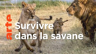 Les lions du Botswana