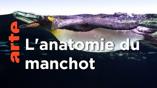 Les manchots | Les superpouvoirs des animaux
