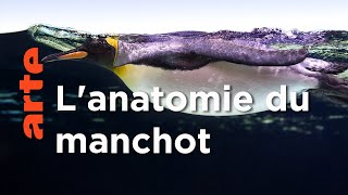 Documentaire Les manchots | Les superpouvoirs des animaux