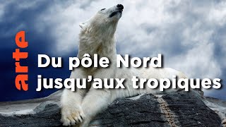 Les ours | Les superpouvoirs des animaux
