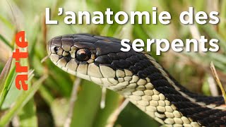 Les serpents | Les superpouvoirs des animaux