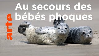 Mer du Nord, sauvons les bébés phoques