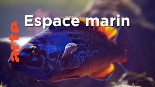 Mers et rivages | Le Danemark sauvage