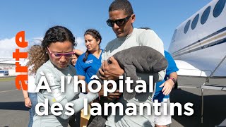 Porto Rico, un centre de soins pour sauver les lamantins
