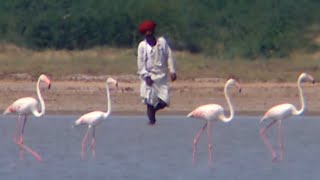 Documentaire Terres de légendes | Inde, les flamants sacrés du lac Bhamké