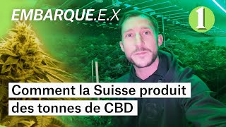 Documentaire Un CBD 100% suisse, produit dans les règles de l’art