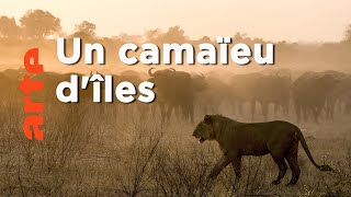 Documentaire Un camaïeu d’îles | Okavango, le fleuve-vie