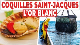 Coquilles Saint-Jacques : à la recherche de l'or blanc