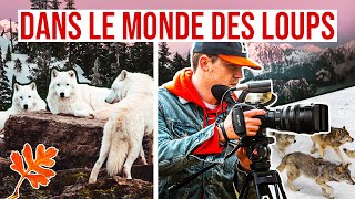 Dans le monde des Loups