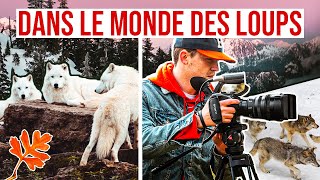 Documentaire Dans le monde des Loups