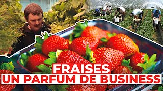 Documentaire Fraises : un parfum de business