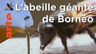 Documentaire Indonésie, l’arbre à miel sacré | Les maîtres des abeilles