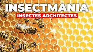 Documentaire Insectmania – Insectes Architectes