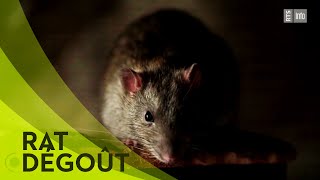 Documentaire La chasse aux rats