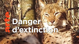 Documentaire La réintroduction du lynx fait débat en Europe