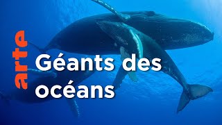 Documentaire La sagesse des baleines