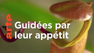 Documentaire La vie secrète des plantes : appétit (2/3)