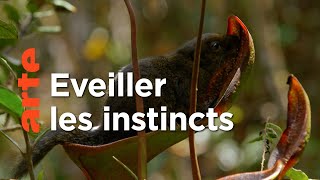 Documentaire La vie secrète des plantes : sexualité (3/3)