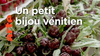 L'artichaut violet | Le jardin d'Éden