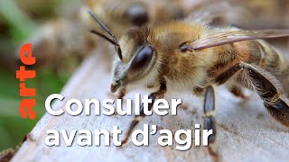 Le peuple gouverne | Démocraties animales (2/2)